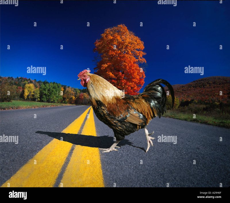 De Populaire Chicken Road Gokspel: Ontdek Het Speelgoed en Bonussen in Nederland in Netherlands